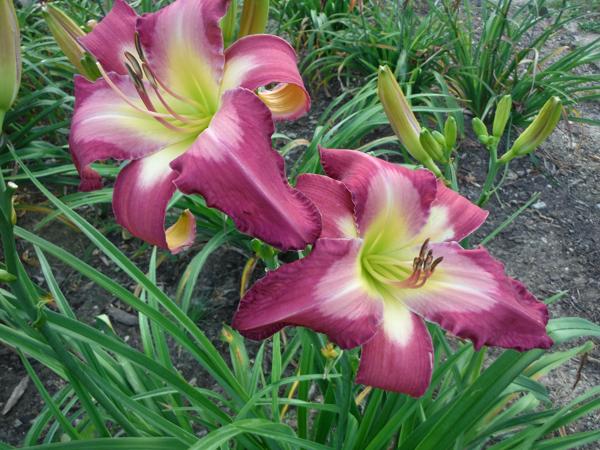 White Eye Pink Dragon (3)